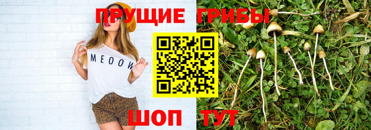 Дубна  Псилоцибиновые грибы MAGIC MUSHROOMS  Псилоцибиновые грибы MAGIC MUSHROOMS  Вход с VPN 